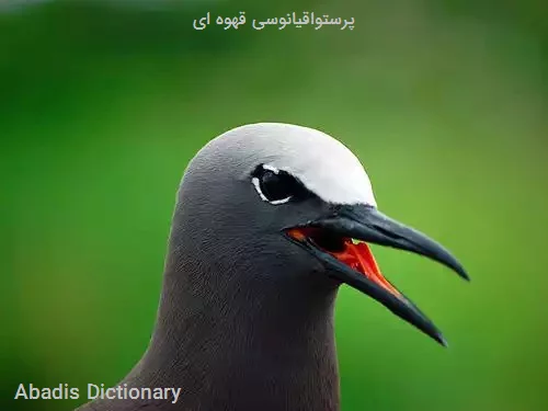 پرستواقیانوسی قهوه ای